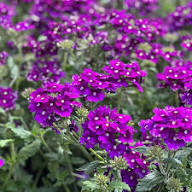 Purple Verbena Flower Seeds for Planting – Heirloom, Non-GMO, High Germination