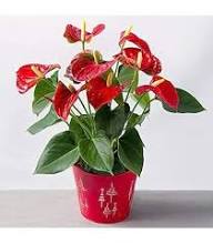Red Spathiphyllum Flowers Seeds – Heirloom, Non-GMO, High Germination Organic Garden Seeds