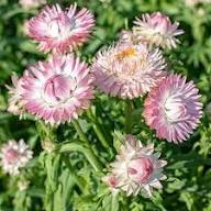 Semillas de Siempreviva Rosa – Cimera, sin OGM, Semillas Orgánicas de Jardín de Alta Germinación