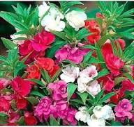 Rotes Springkraut Balsamina Blumensamen – Alte Sorte gentechnikfrei hohe Keimrate Bio-Gartensamen zum Pflanzen