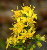 Yellow Goldenrod Flower Seeds – Heirloom, Non-GMO, High Germination Seeds