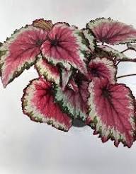 Pink Begonia Rex Flowers Seeds Heirloom Non-GMO High Germination Organic Garden Seeds for Planting