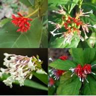 Serpentina White Flower Seeds for Planting – Heirloom, Non-GMO, High Germination Organic Garden Seeds