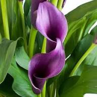 Purple Calla Lilies Flower Seeds for Planting Heirloom Non-GMO High Germination Organic Garden Seeds