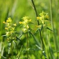 Rhinanthus Flower Seeds Yellow – Heirloom, Non-GMO, High Germination Organic Seeds