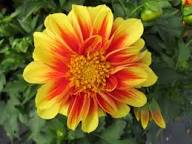 Red Yellow Dahlia Flower Seeds for Planting – Heirloom Non-GMO High Germination Organic Garden Seeds