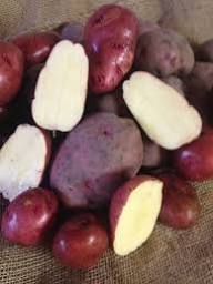 Mixed Potato – Heirloom, Non-GMO, High Germination Organic Garden Seeds Planting
