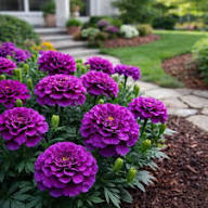 Semillas de Tagetes Morado y Blanco Herencia Sin OGM Alta Germinación Semillas Orgánicas para Jardín