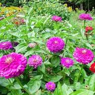 Purple Giant Zinnia Flower Seeds Heirloom Non-GMO High Germination Organic Garden Seeds for Planting