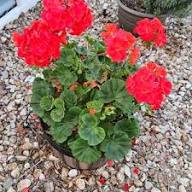 Rare Red Rosebud Geranium Flower Seeds Heirloom Non-GMO High Germination Organic Garden Seeds for Planting