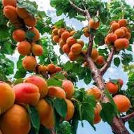 Apricot Fruit Seeds for Planting – Heirloom Non-GMO High Germination Organic Garden Seeds