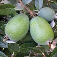Feijoa Seeds Heirloom Non-GMO High Germination Organic Garden Seeds for Planting