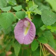 Pink Pea Flower Seeds – Heirloom, Non-GMO, High Germination Organic Garden Seeds for Planting