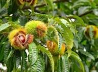 Chestnut Seeds Heirloom Non-GMO High Germination Organic Garden Seeds for Planting