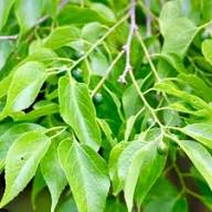Green Hackberry Tree Seeds Heirloom Non-GMO High Germination Organic Garden Seeds for Planting