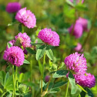 Pink Trifolium Flower Seeds – Heirloom, Non-GMO, High Germination Organic Seeds