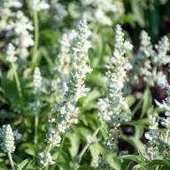 Semillas de Flores de Salvia White Victory Herencia No Transgénicas Alta Germinación Semillas Orgánicas para Jardín