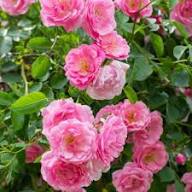 Pink Mont Rose Flower Seeds for Planting – Heirloom Non-GMO High Germination Organic Garden Seeds