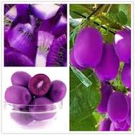 Purple Kiwi Fruit Seeds for Planting – Heirloom Non-GMO High Germination Organic Garden Seeds for Tangy Nutrient-Packed Tropical Fruits