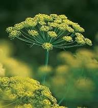 Yellow Dill Plants Seeds for Planting – Heirloom, Non-GMO, High Germination