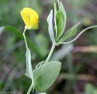 Gelbe Lathyrus Odoratus Blumensamen – Alte Sorte Gentechnikfrei Hohe Keimrate Bio-Samen
