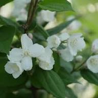 White Philadelphus Coronarius Flower Seeds for Planting – Heirloom Non-GMO Organic Garden Seeds