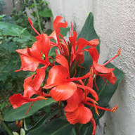 Pink Hedychium Flower Seeds – Heirloom, Non-GMO, High Germination Seeds for Planting | Organic Garden Seeds