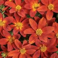 Red Bidens Annual Flower Seeds Heirloom Non-GMO High Germination Organic Garden Seeds for Planting