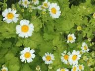Pyrethrum Cinerariifolium Flower Seeds Heirloom Non-GMO High Germination Organic Garden Seeds for Planting