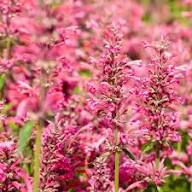 Semillas de flor de Agastache roja - Herencia, no transgénicas, alta germinación, semillas orgánicas para plantar en el jardín