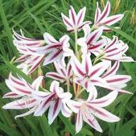 White Red Cardiocrinum Flower Seeds – Heirloom, Non-GMO, High Germination Organic Garden Seeds for Planting