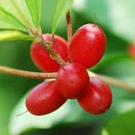 Red Bunchberry Fruit Seeds for Planting Heirloom Non-GMO High Germination Organic Garden Seeds