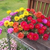 Portulaca Flower Seeds Red – Heirloom Non-GMO High Germination Organic Garden