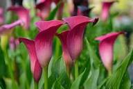 Pink Zantedeschia Calla Lily Flower Seeds – Heirloom, Non-GMO, High Germination Organic Garden Seeds for Planting Seeds for Planting