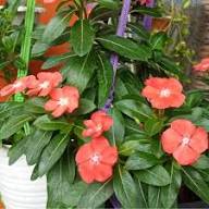 Orange Vinca Flower Seeds Heirloom Non-GMO High Germination Organic Garden Seeds
