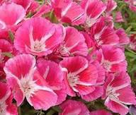 Pink White Clarkia Flower Seeds Heirloom Non-GMO High Germination Organic Garden Seeds for Planting