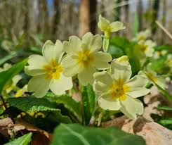 Schlüsselblume Blumensamen Gelb – Erbstück, gentechnikfrei, hohe Keimfähigkeit Bio-Gartensamen zum Pflanzen