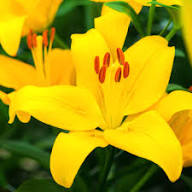 Yellow Erythronium Flower Seeds – Heirloom Non-GMO High Germination Organic Seeds