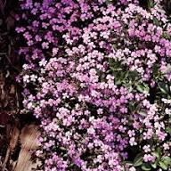 Saponaria Ocymoides Flower Seeds – Heirloom Non-GMO High Germination Organic Garden Seeds