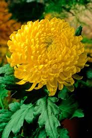 Yellow Chrysanthemum Flower Seeds – Heirloom, Non-GMO, High Germination Organic Garden Seeds