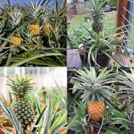 Queen Victoria Pineapple Fruit Seeds for Planting Heirloom Non-GMO High Germination Organic Garden Seeds