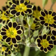 Semillas de flores de prímula negras y amarillas – Semillas orgánicas de jardín para plantar, reliquia, sin OMG, de alta germinación.