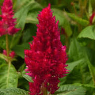 Red Celosia Flower Seeds – Heirloom, Non-GMO, High Germination Organic Garden Seeds for Planting Seeds for Planting
