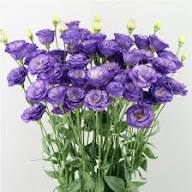 Lisianthus Flower Seeds Purple – Heirloom, Non-GMO, High Germination Organic Garden Seeds for Planting Seeds for Planting