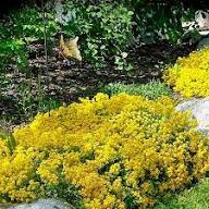 Yellow Alyssum Flower Seeds for Planting – Heirloom, Non-GMO, High Germination Organic Garden Seeds