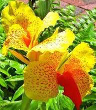 Yellow Orange Canna Lilly Flower Seeds – Heirloom, Non-GMO, High Germination Organic Seeds