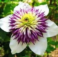 White Purple Clematis Flower Seeds Heirloom Non-GMO High Germination Organic Garden Seeds for Planting