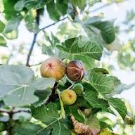 Brown Ficus Seeds Heirloom Non-GMO High Germination Organic Garden Seeds for Planting