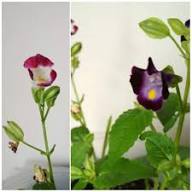 Torenia Wishbone Flower Seeds – Heirloom, Non-GMO, High Germination Organic Seeds