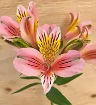 Lily Alstroemeria Flower Seeds Pink – Heirloom, Non-GMO, High Germination Seeds